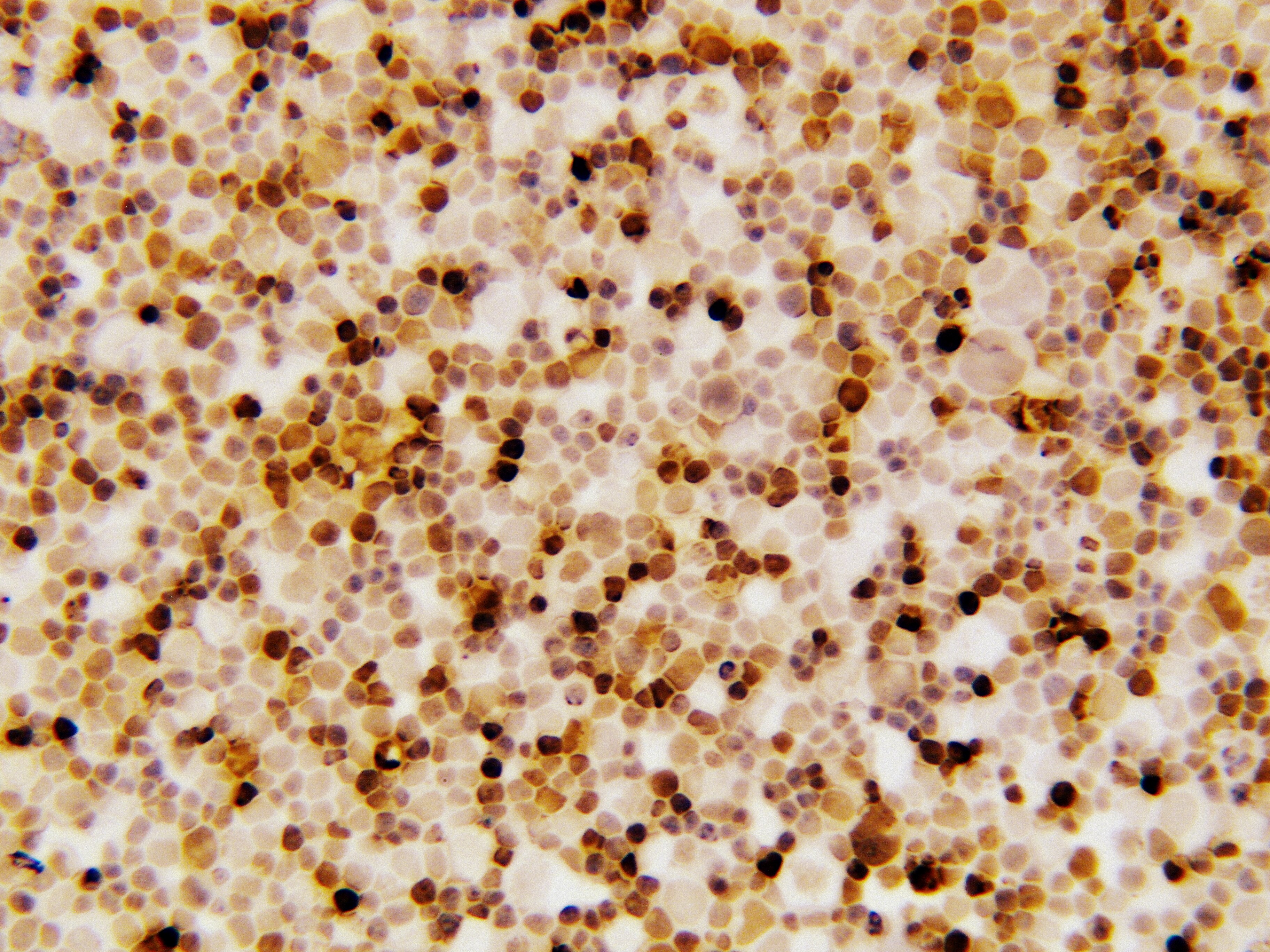 Survivin Antibody [HRP] NB500-201H